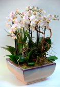 Composizione importante con Phalaenopsis