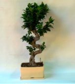 Ficus ginseng