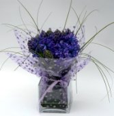 Blu hyacinth.