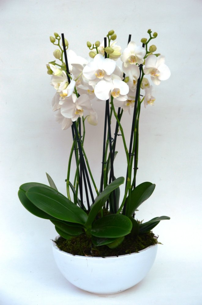 Foto Ceramica con phalaenopsis 6 rami