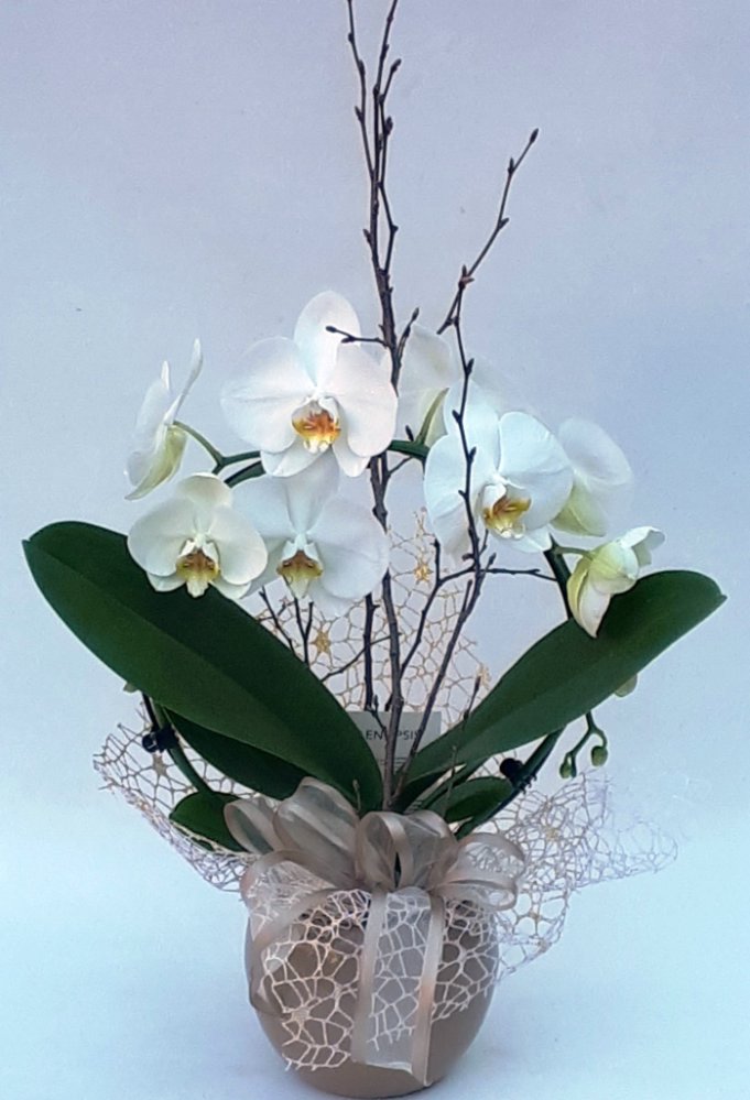 Foto Phalaenopsis ad arco