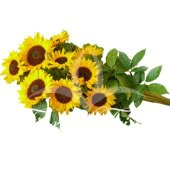Mazzo lungo di girasoli.