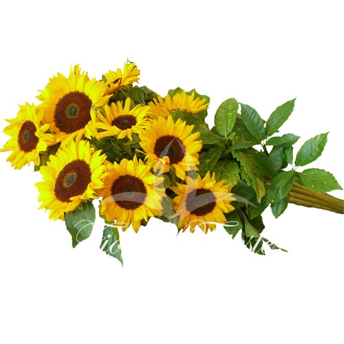 Mazzo lungo di girasoli.