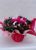 Azalea
