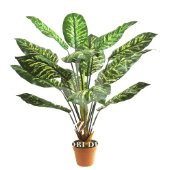 Dieffenbachia