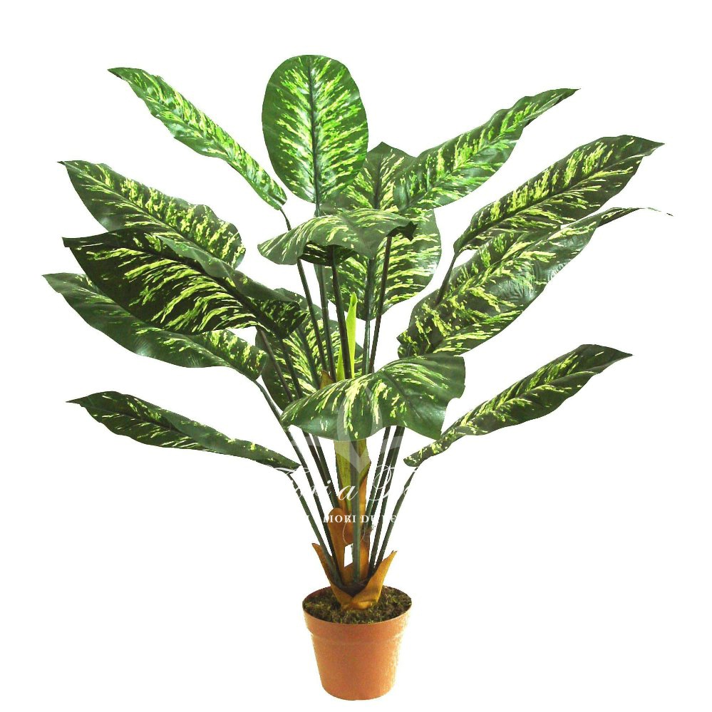 Dieffenbachia