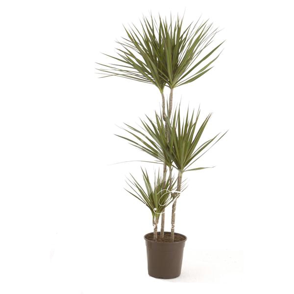 Dracaena marginata
