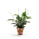 Spathiphyllum