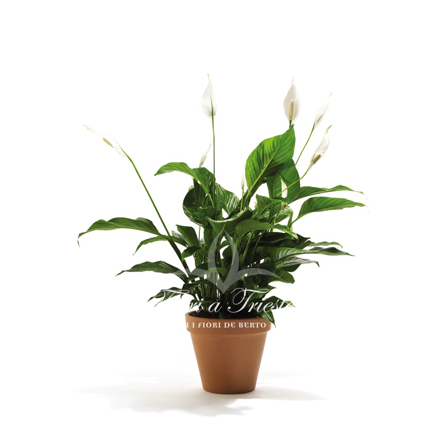 Foto Spathiphyllum