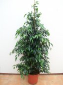 Ficus exotica