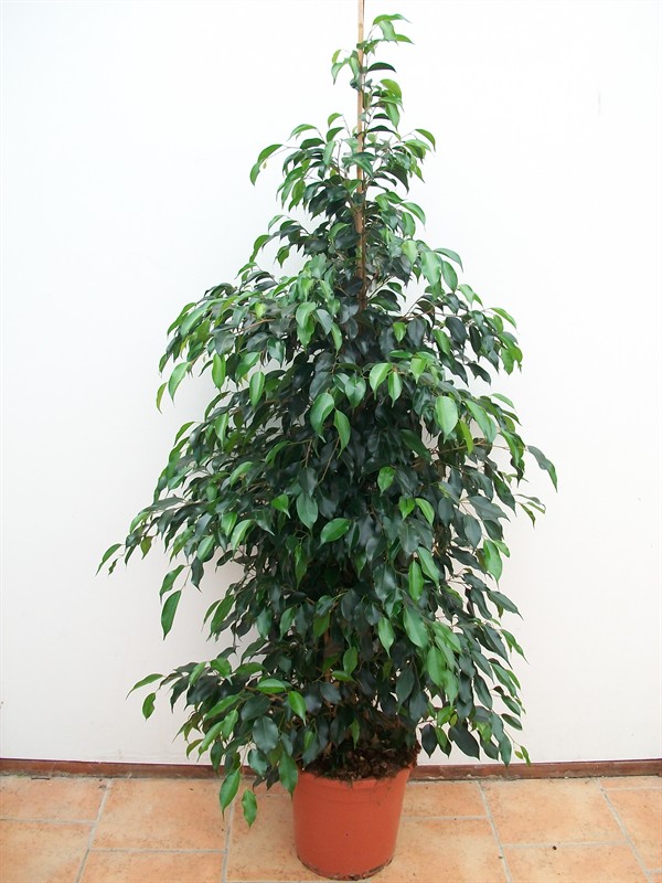Ficus exotica