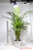 Areca.