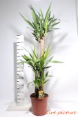 Yucca