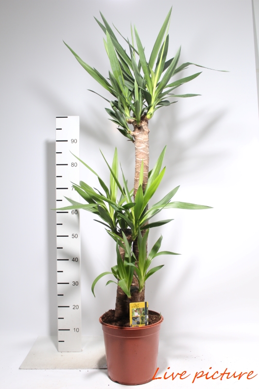 Yucca