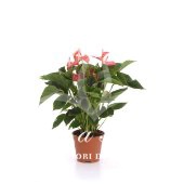 Anthurium