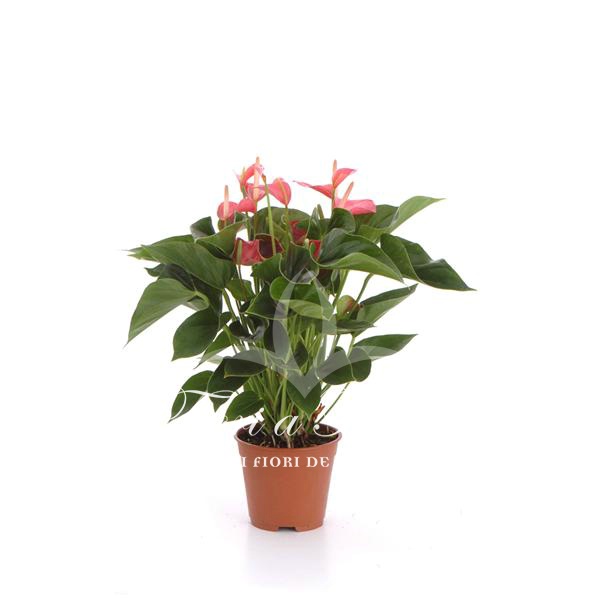 Anthurium