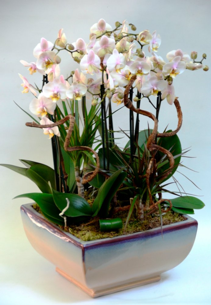 Foto Elegant Composition with Phalaenopsis