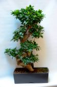 Esemplare di ficus Ginseng