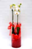 Vetro con phalaenopsis
