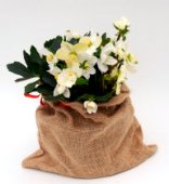 Helleborus