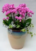 Vaso di phalaenopsis grande.