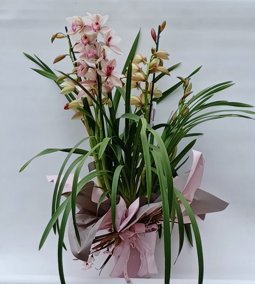 Grande pianta di cymbidium.