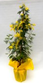 Pianta di mimosa.