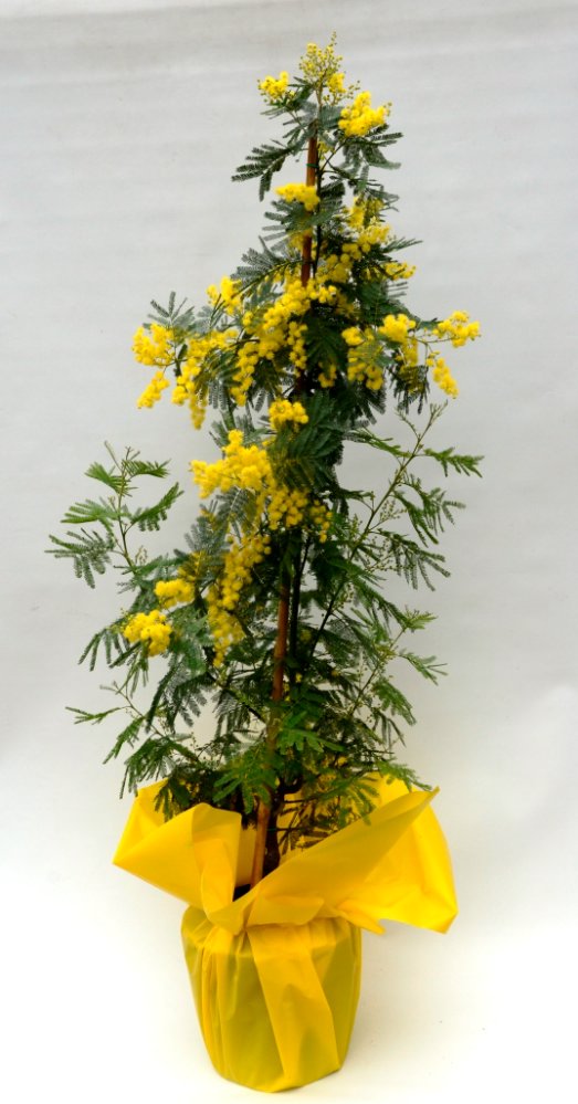Pianta di mimosa.