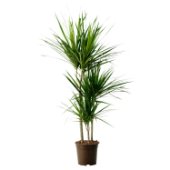 Dracena marginata