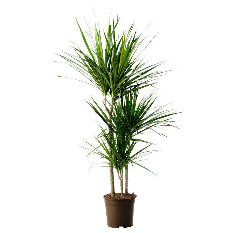 Dracena marginata