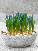 Barca muscari