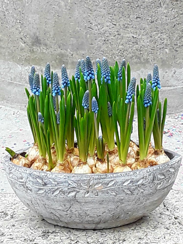 Barca muscari