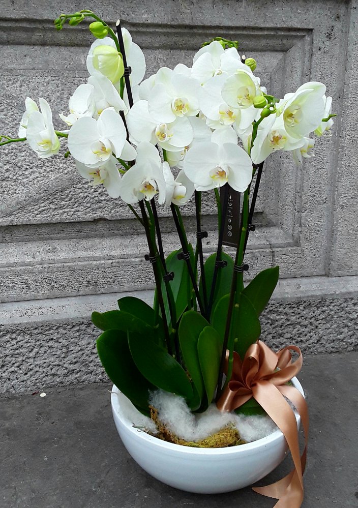 Foto Ceramica con phalaenopsis 6 rami