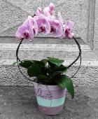Phalenopsis duetto ad arco