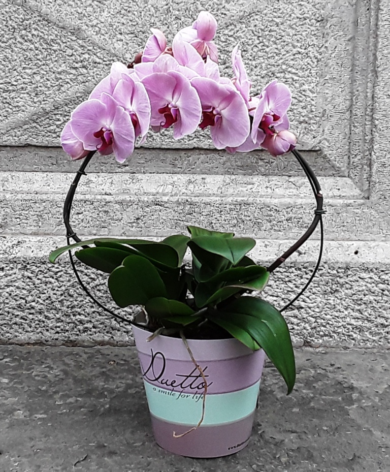Phalenopsis duetto ad arco