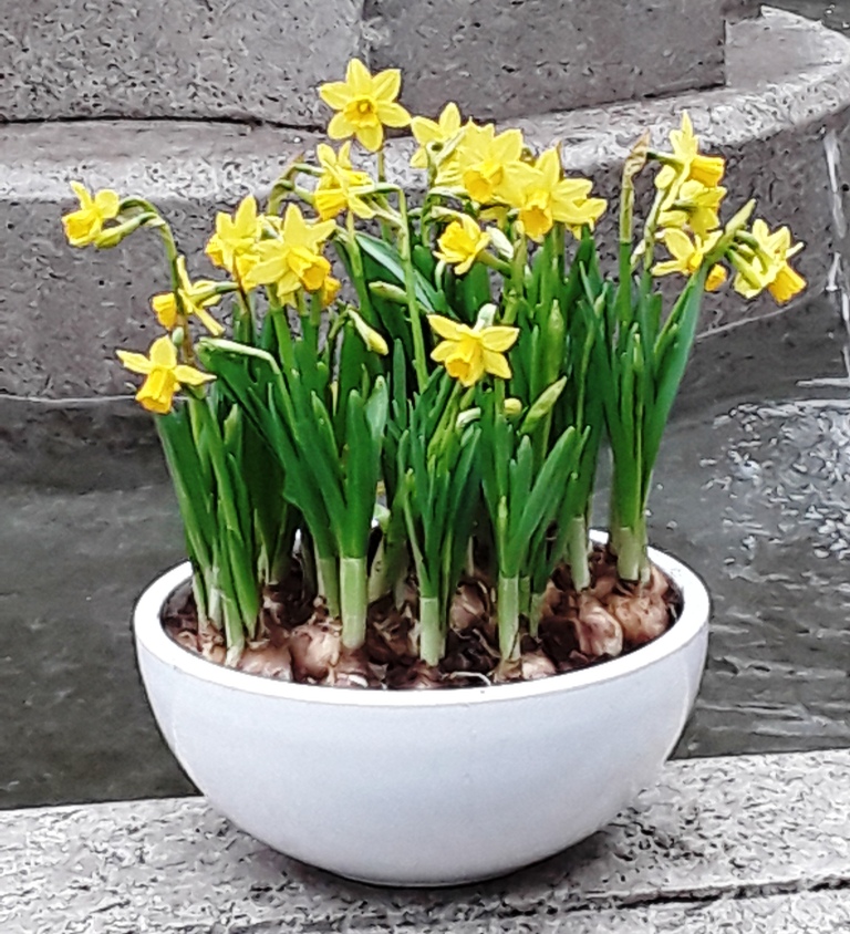 Ciotola di narcisi.