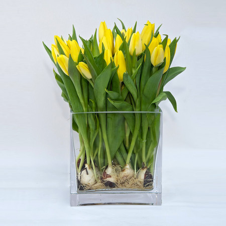 Foto Tulipani gialli.