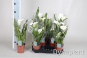 PIANTA di CALLA