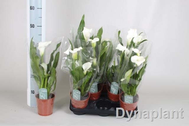 PIANTA di CALLA