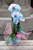 Phalaenopsis blu ad arco
