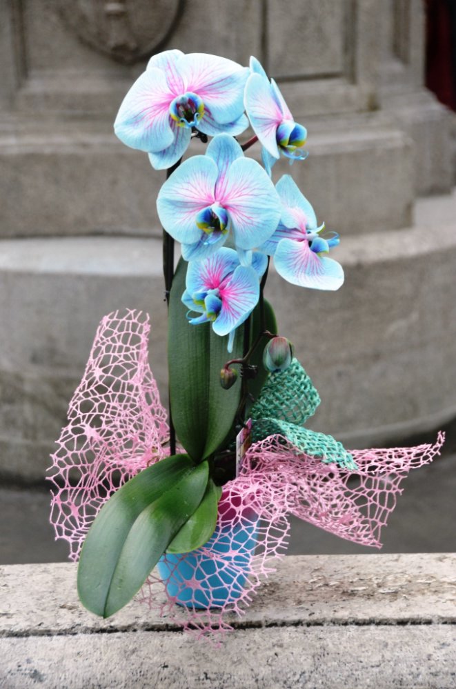 Phalaenopsis blu ad arco