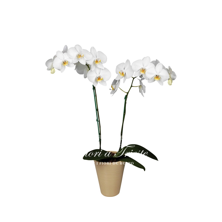Foto Orchidea Phaleonopsis