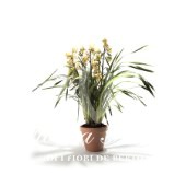 Cymbidium