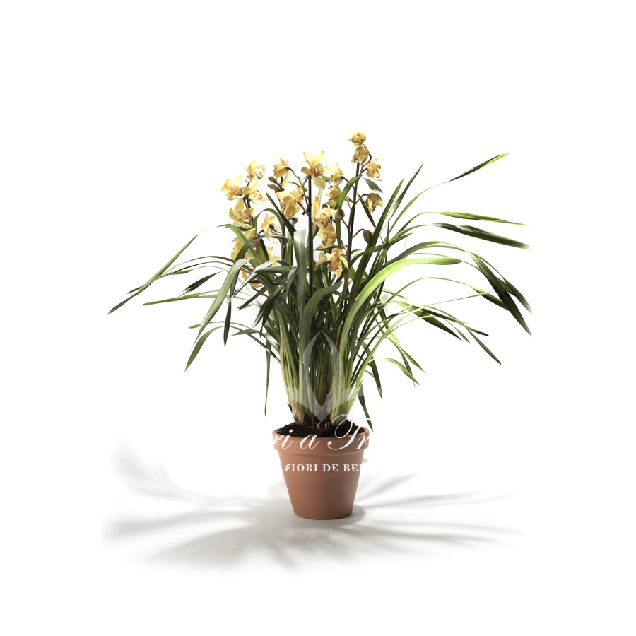 Cymbidium