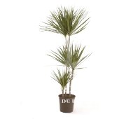 Dracaena Marginata