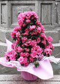 Azalea ad alberello