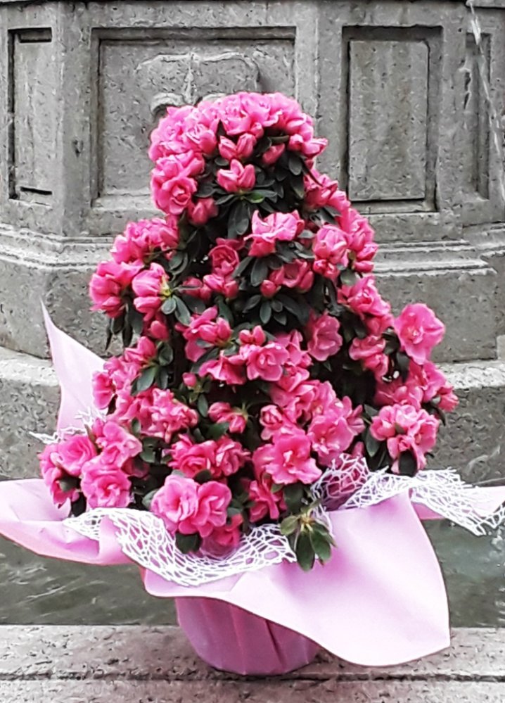 Azalea ad alberello