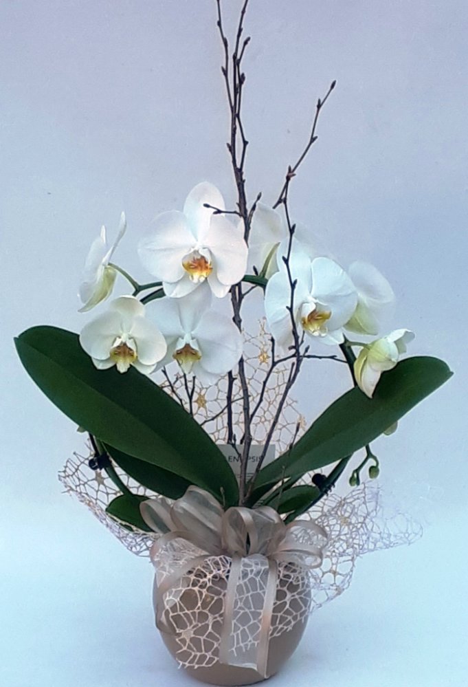 Phalaenopsis ad arco