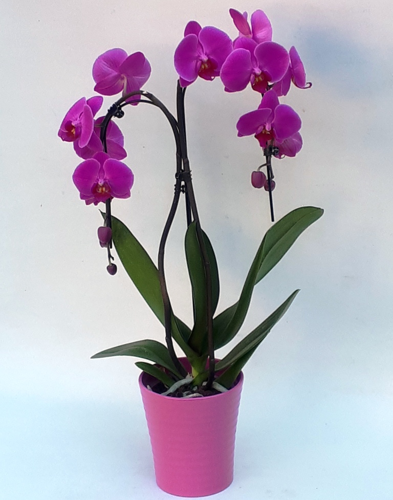 Phalaenopsis ad ombrellino