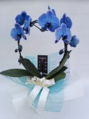Phalaenopsis blu